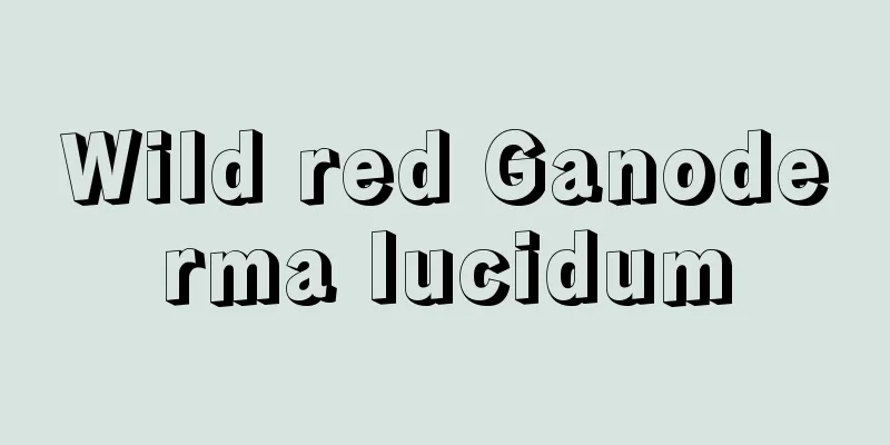 Wild red Ganoderma lucidum