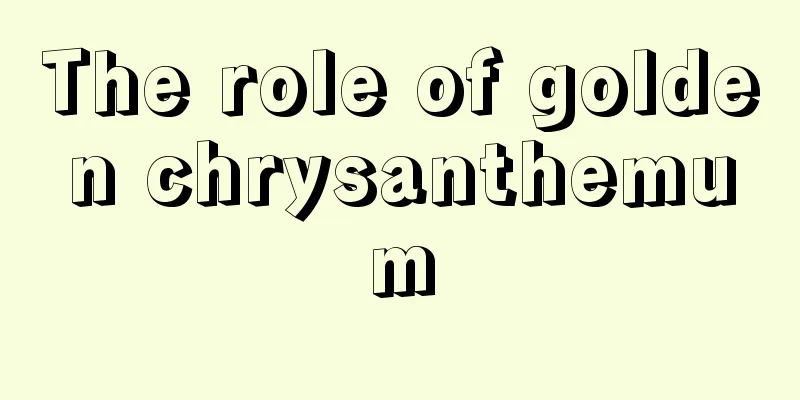 The role of golden chrysanthemum