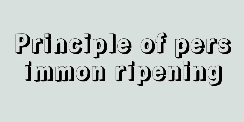 Principle of persimmon ripening