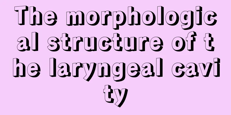 The morphological structure of the laryngeal cavity