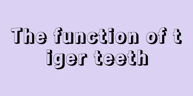 The function of tiger teeth