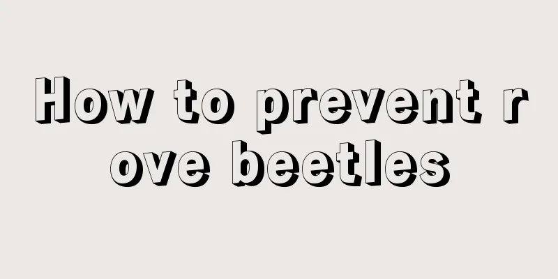 How to prevent rove beetles