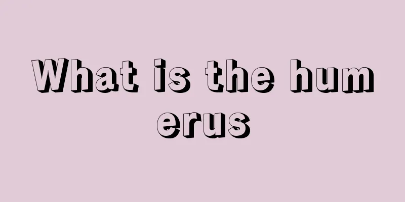 What is the humerus