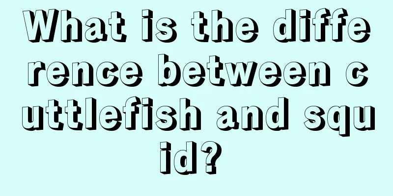 What is the difference between cuttlefish and squid? 