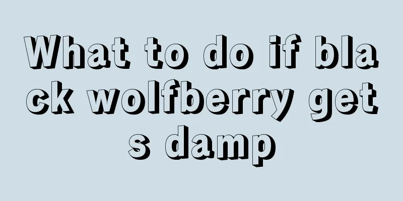 What to do if black wolfberry gets damp