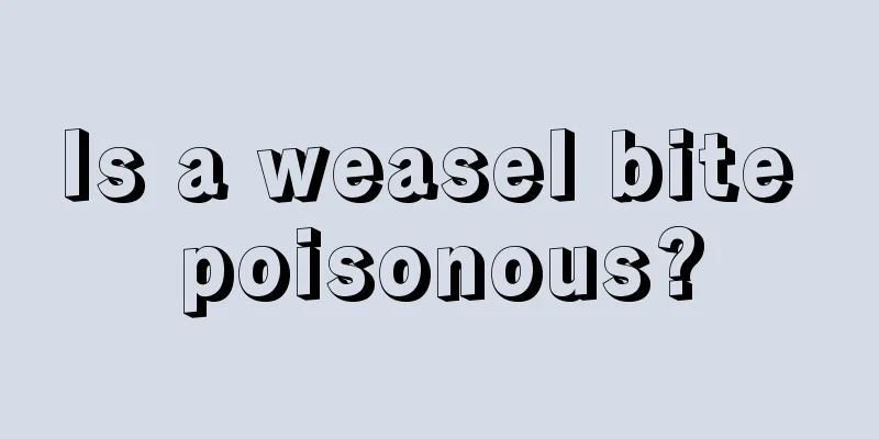 Is a weasel bite poisonous?