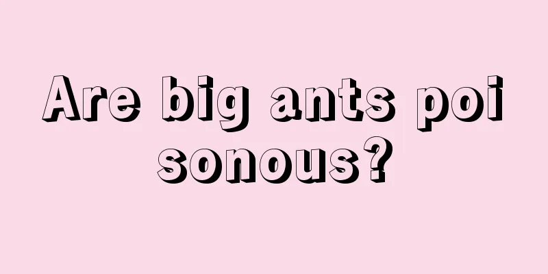 Are big ants poisonous?