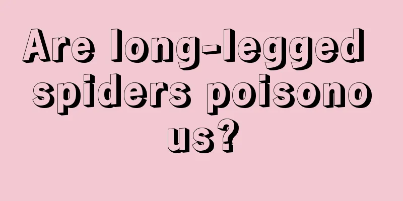 Are long-legged spiders poisonous?