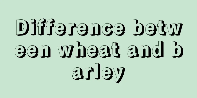 Difference between wheat and barley