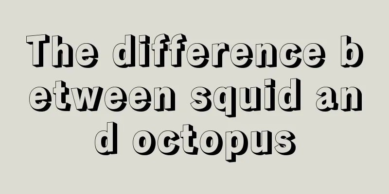 The difference between squid and octopus