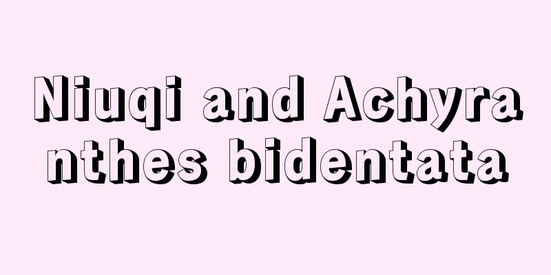 Niuqi and Achyranthes bidentata