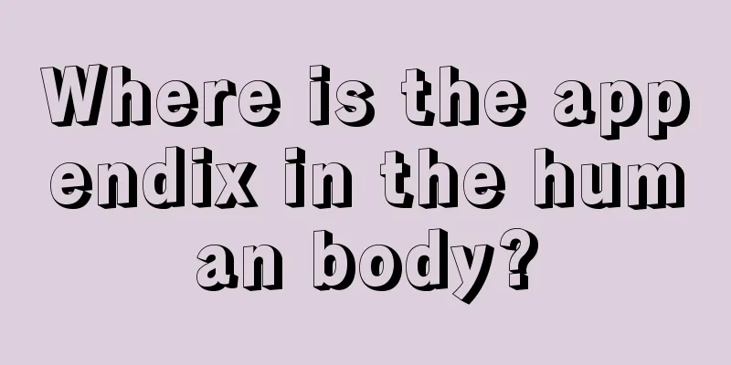 Where is the appendix in the human body?