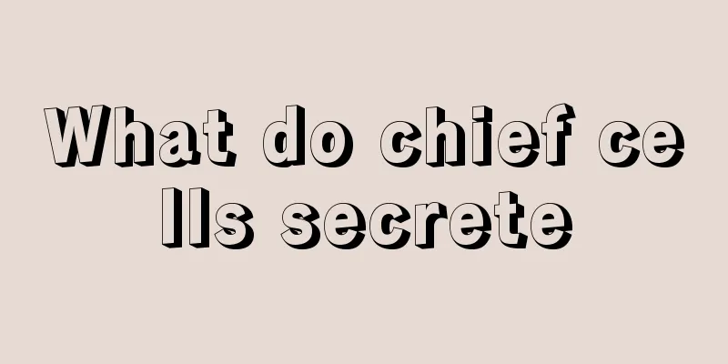 What do chief cells secrete