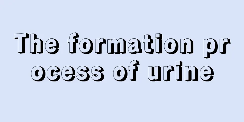 The formation process of urine