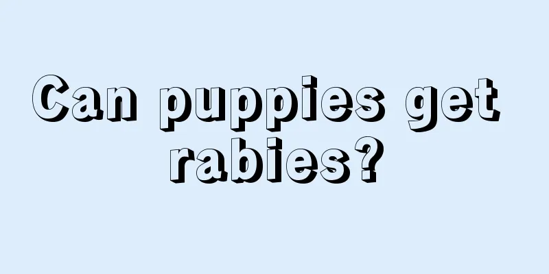 Can puppies get rabies?