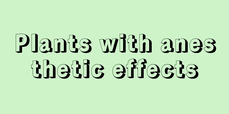 Plants with anesthetic effects