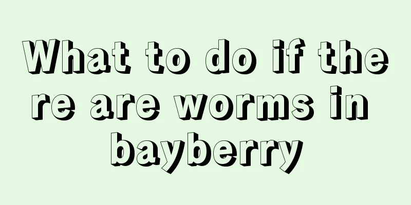 What to do if there are worms in bayberry