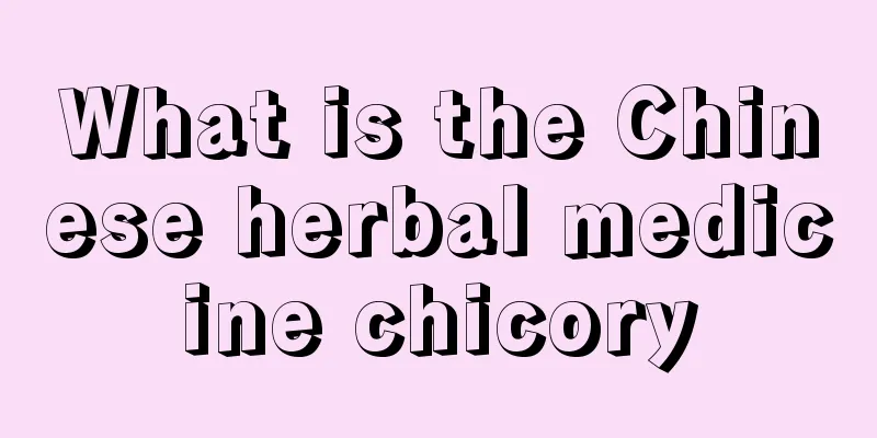 What is the Chinese herbal medicine chicory