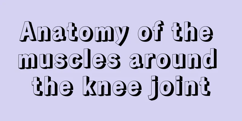 Anatomy of the muscles around the knee joint