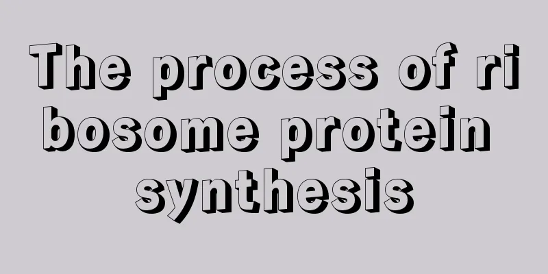 The process of ribosome protein synthesis