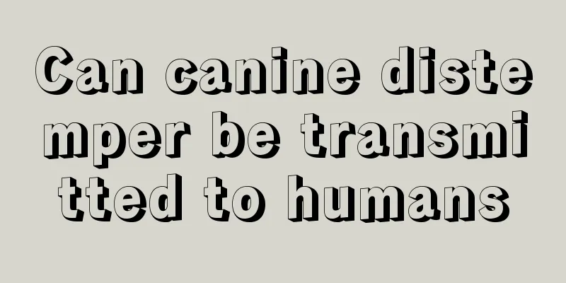 Can canine distemper be transmitted to humans