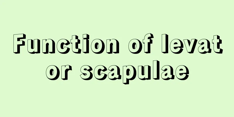 Function of levator scapulae