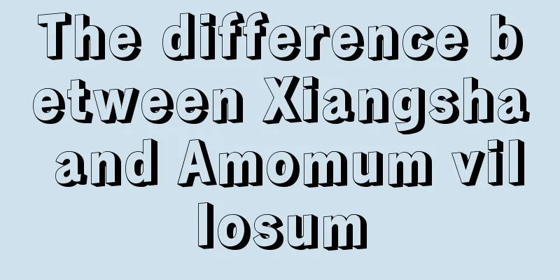The difference between Xiangsha and Amomum villosum