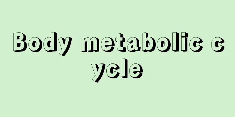 Body metabolic cycle