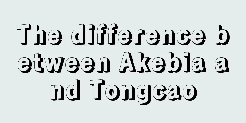 The difference between Akebia and Tongcao
