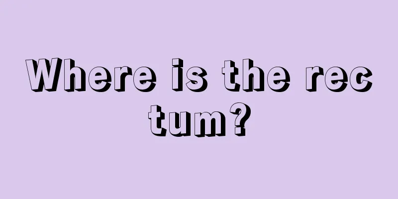 Where is the rectum?
