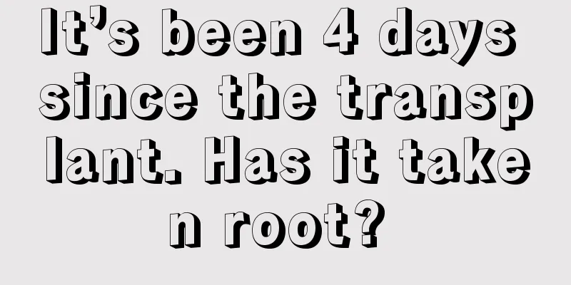 It’s been 4 days since the transplant. Has it taken root? 