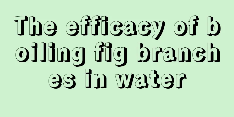 The efficacy of boiling fig branches in water
