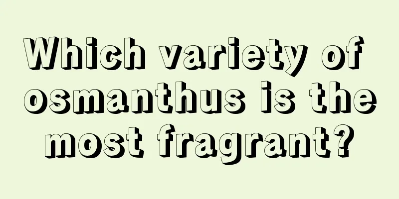Which variety of osmanthus is the most fragrant? 