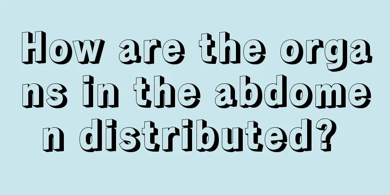 How are the organs in the abdomen distributed? 