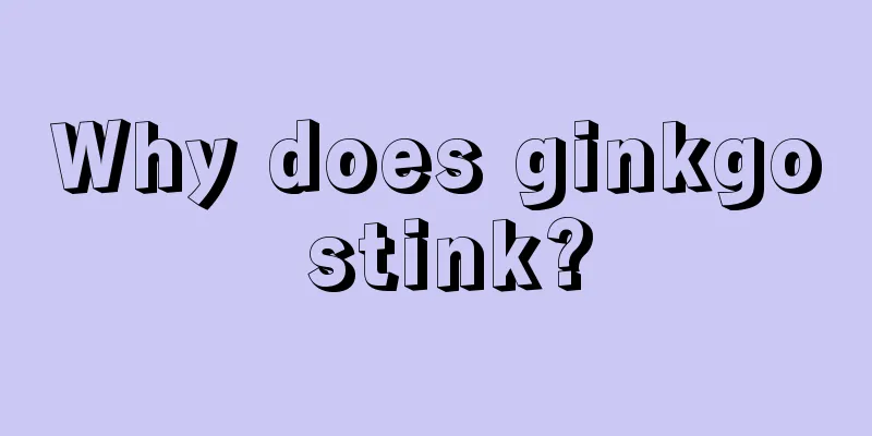 Why does ginkgo stink?