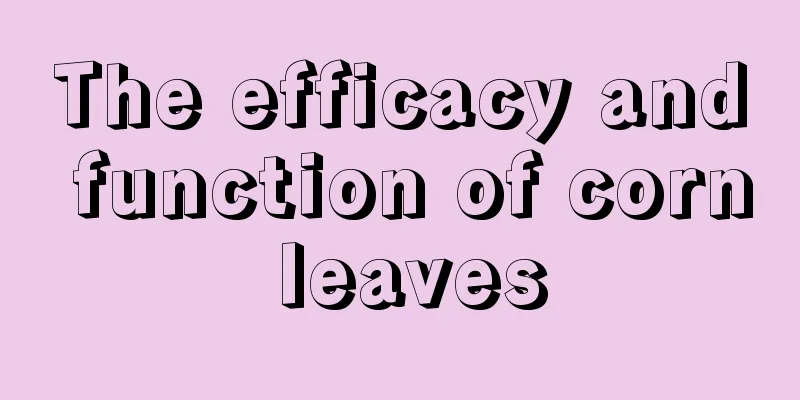 The efficacy and function of corn leaves