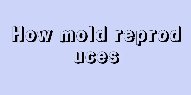 How mold reproduces