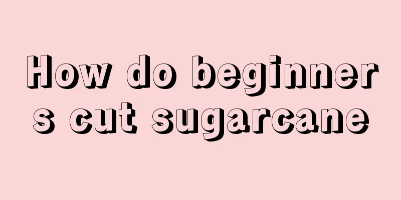 How do beginners cut sugarcane