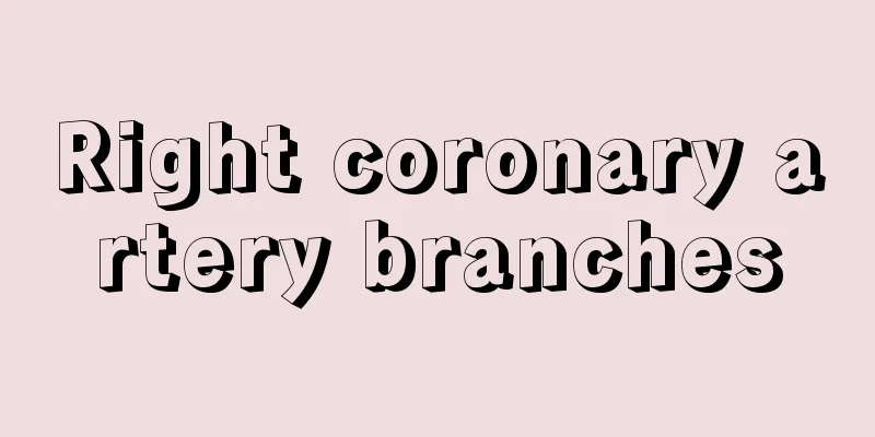 Right coronary artery branches