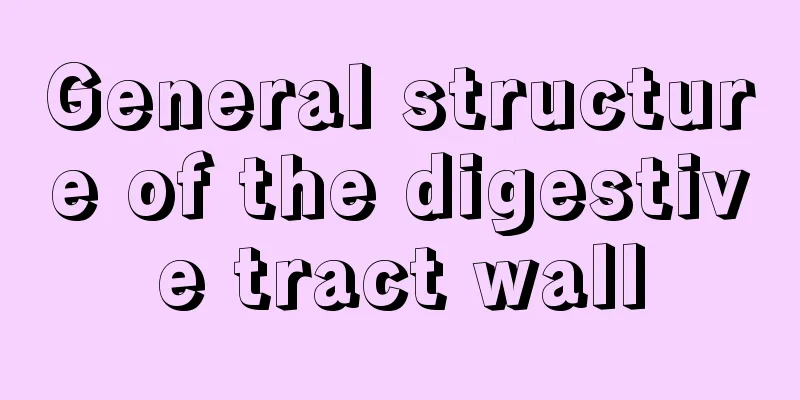 General structure of the digestive tract wall