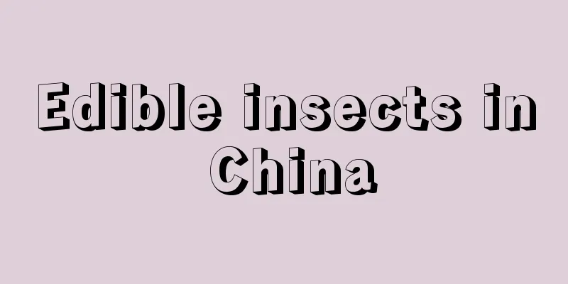 Edible insects in China