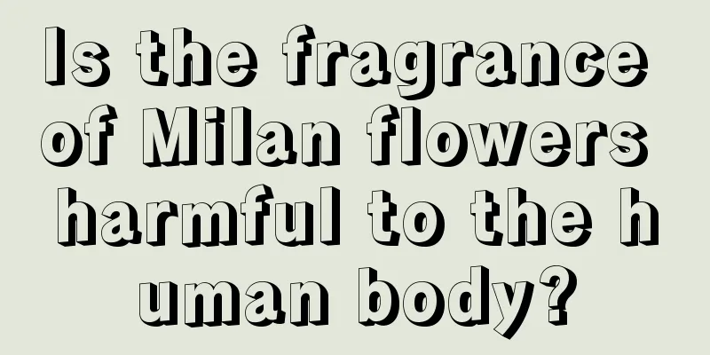 Is the fragrance of Milan flowers harmful to the human body?