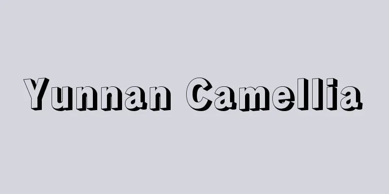 Yunnan Camellia