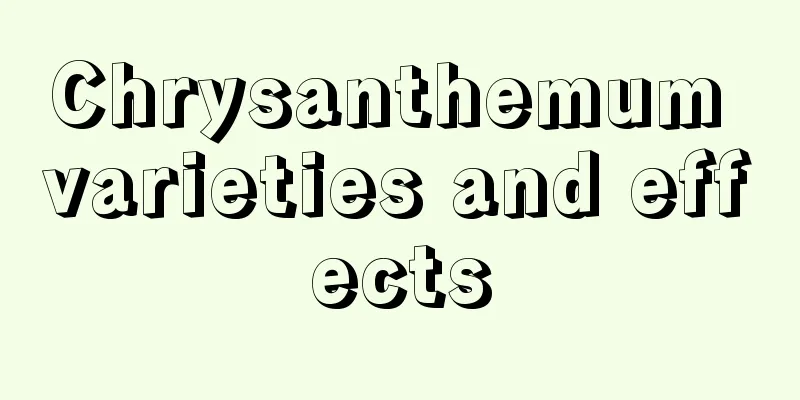 Chrysanthemum varieties and effects