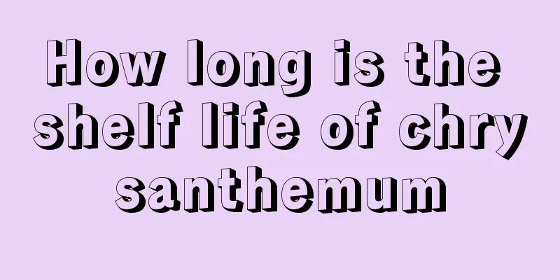 How long is the shelf life of chrysanthemum