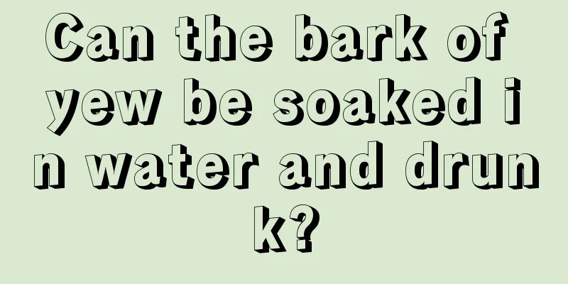 Can the bark of yew be soaked in water and drunk?