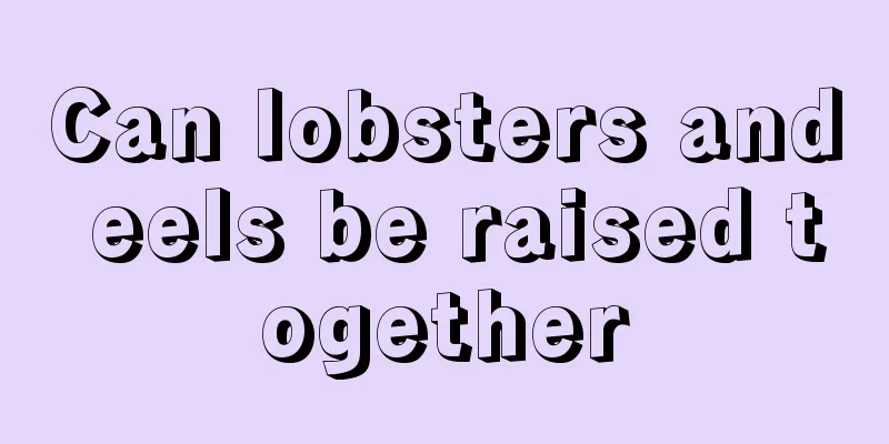 Can lobsters and eels be raised together