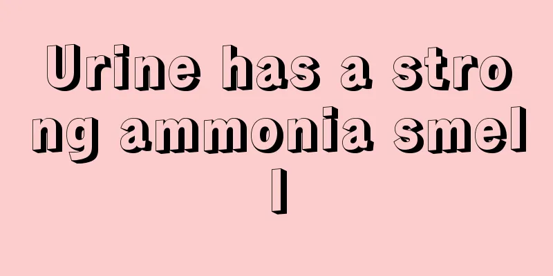 Urine has a strong ammonia smell