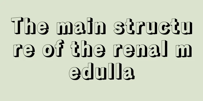 The main structure of the renal medulla