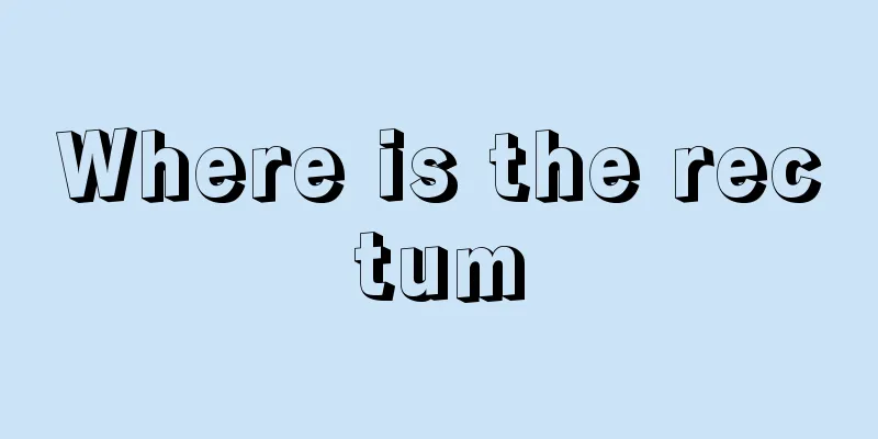 Where is the rectum